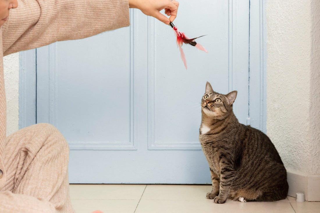 Choosing The Best Cat Wand Toy